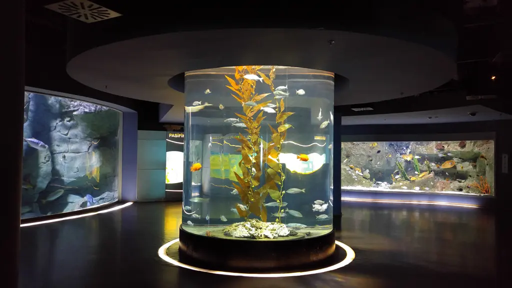 İstanbul Akvaryum'da karanlık salonun ortasında ışıklı silindir tank; içinde uzun kahverengi yosunlar ve balıklar, arkada duvar tankları.