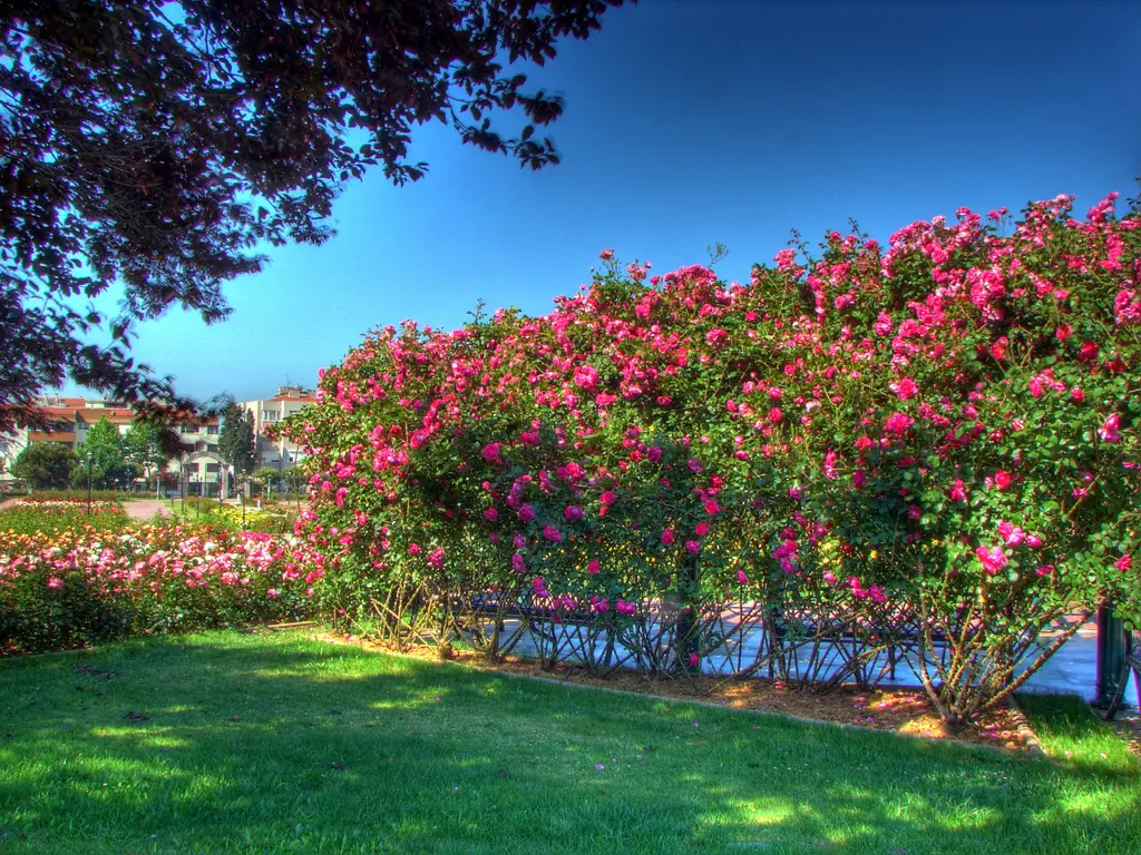 Göztepe Parkı'nda gül çiti; pembe ve kırmızı sarmaşık güllerle kaplı uzun bir çit, önde güneşli çimenlik.