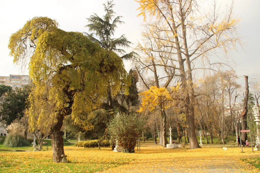 Ihlamur Kasrı bahçesinde sonbahar; sarı yapraklı sarkık dallı iri bir ağaç, sarı ginkgo, yaprak kaplı zemin ve beyaz fenerler.
