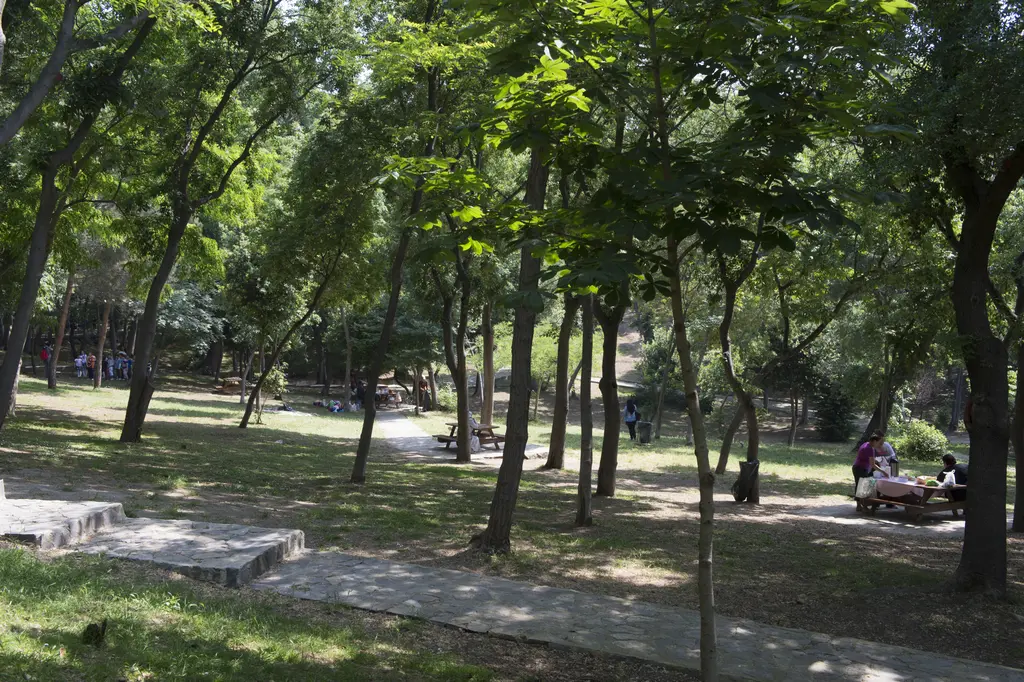 Yıldız Parkı'nda ağaçlık bir alan; birbirine yakın gövdeler, gölgeli çimenler, banklar ve ağaçlar arasında yürüyenler.