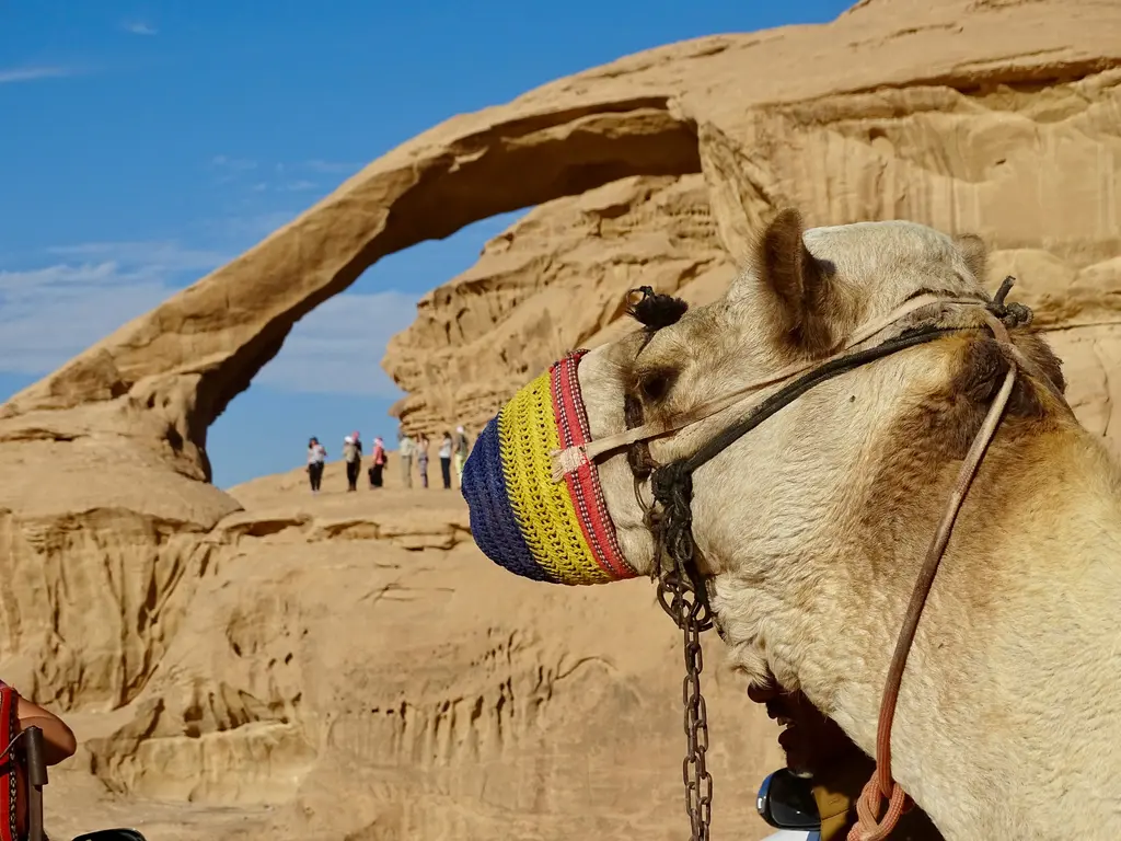 Wadi Rum'da kayadan oluşan doğal köprü; kemerin üzerinde ayakta duran ziyaretçiler, önünde renkli yularlı bir devenin başı ve arkada kumtaşı duvarlar.
