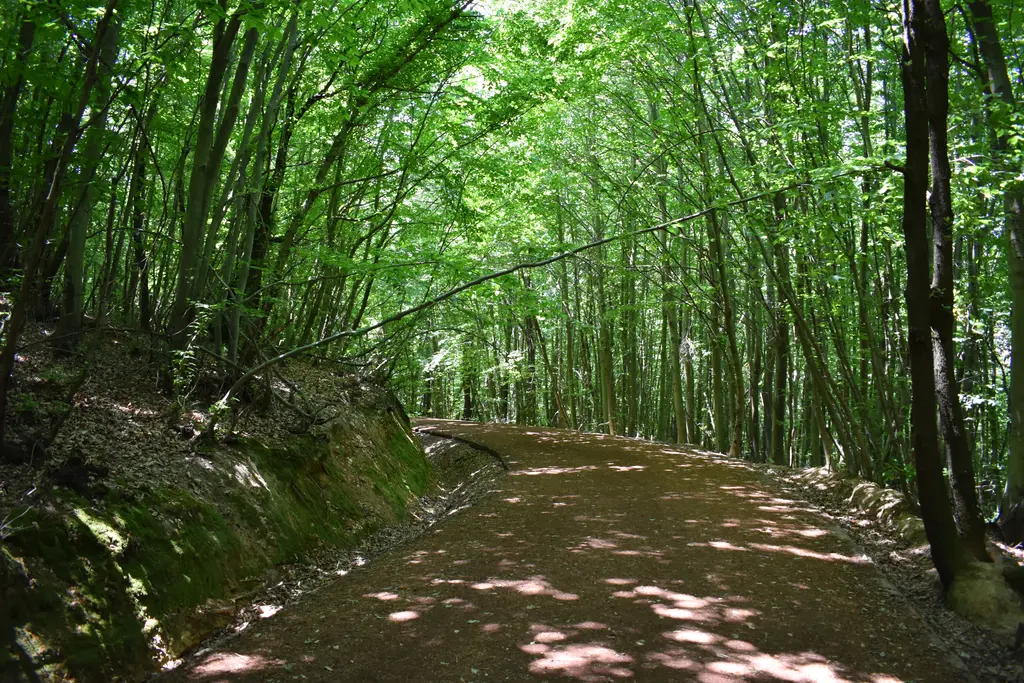 Polonezköy Tabiat Parkı'nda ince gövdeli ağaçların gölgelediği kıvrılan toprak yol ve iki yanında yeşil yamaçlar.
