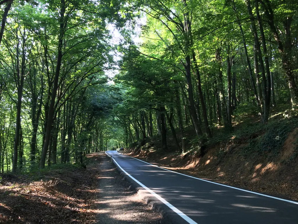 Belgrad Ormanı'nda asfalt yol; iki yanda yükselen ağaçlar, yola düşen gölgeler ve uzakta virajlı yol.