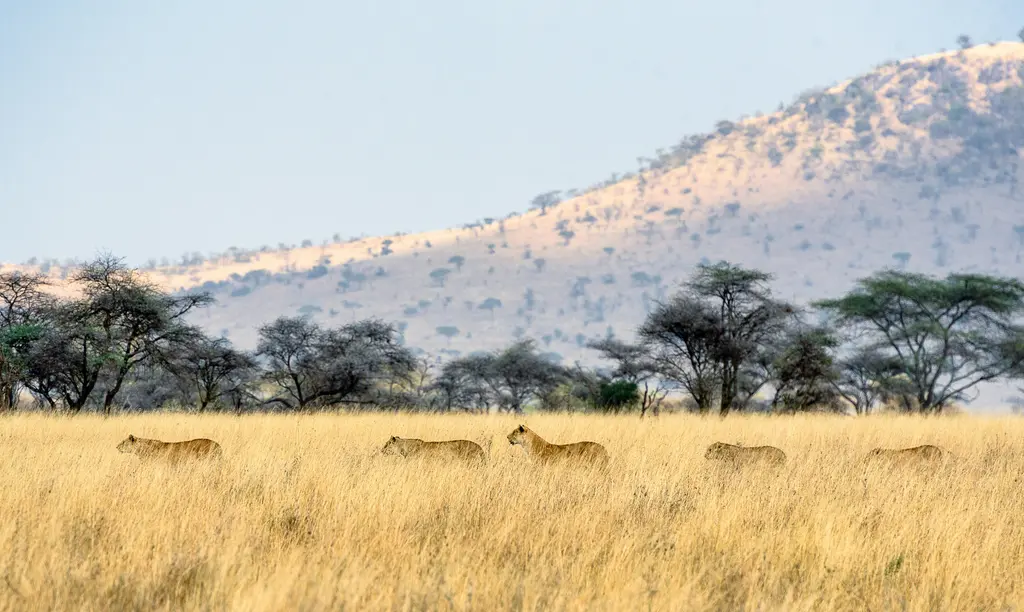 Serengeti'de bir aslan; otların arasında uzanmış ya da yürüyen yeleli erkek aslan.
