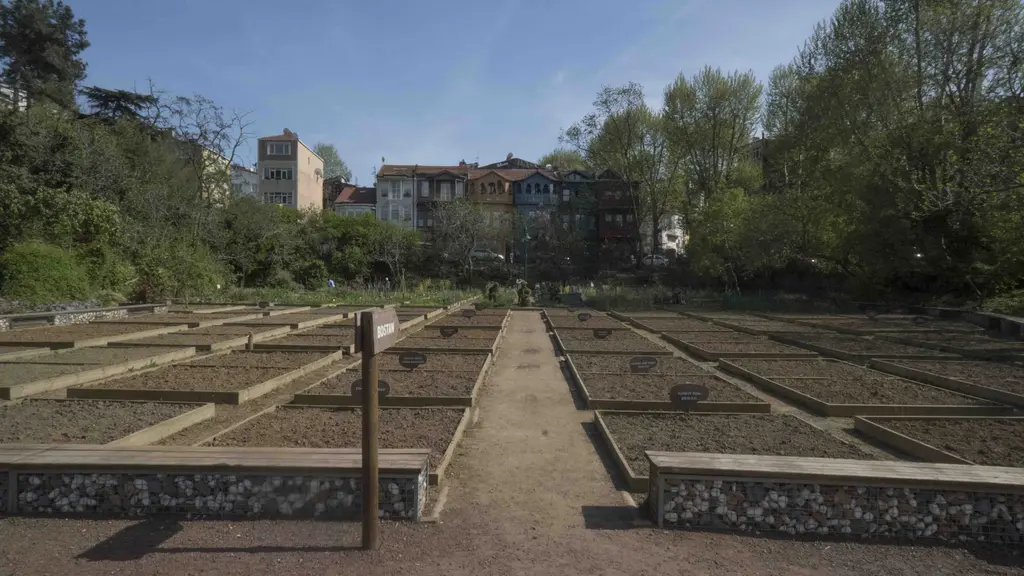 Kuzguncuk Bostanı; sıra sıra sebze tarhları, aralarında taş yollar, arkada ağaçlar ve renkli evler.