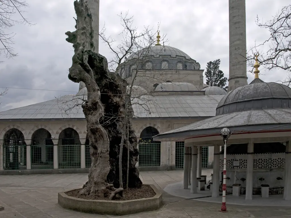 Atik Valide Camii'nde şadırvan; yanında gövdesi oyulmuş yaşlı bir ağaç, arkada revaklar ve kubbe.