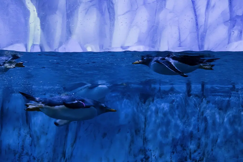 İstanbul Akvaryum'da mavi suyun içinde süzülen siyah beyaz gentoo penguenleri; üstte buz dokulu duvarlar ve su yüzeyi.