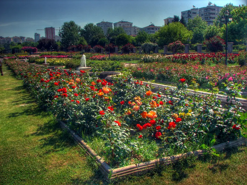 Göztepe Parkı'nda gül tarhları; taş kenarlı uzun tarhlarda kırmızı ve turuncu güller, küçük fıskiye ve ağaçlar.
