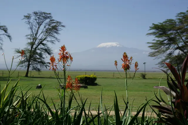 Kenya'da Amboseli Milli Parkı; tozlu savanada yürüyen fil sürüsü ve arkada Kilimanjaro'nun karlı düz zirvesi.