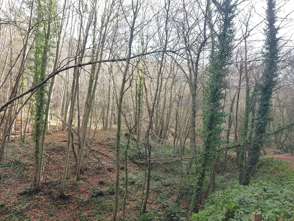 Polonezköy Tabiat Parkı'nda gövdelerini sarmaşık sarmış ince ağaçlar, yerde kuru yapraklar ve aralarda yeşil fidanlar.