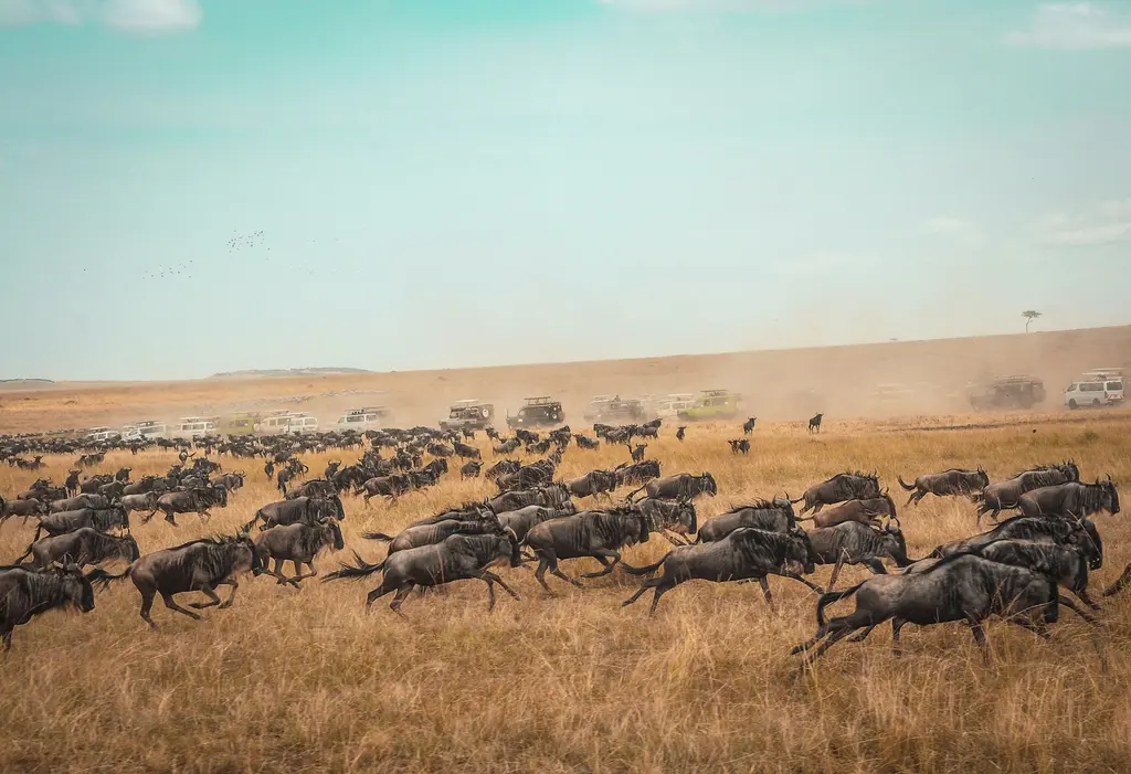 Masai Mara'da toz bulutu içinde koşan devasa gnu sürüsü; arka planda dizilmiş safari araçlarıyla Büyük Göç sahnesi.