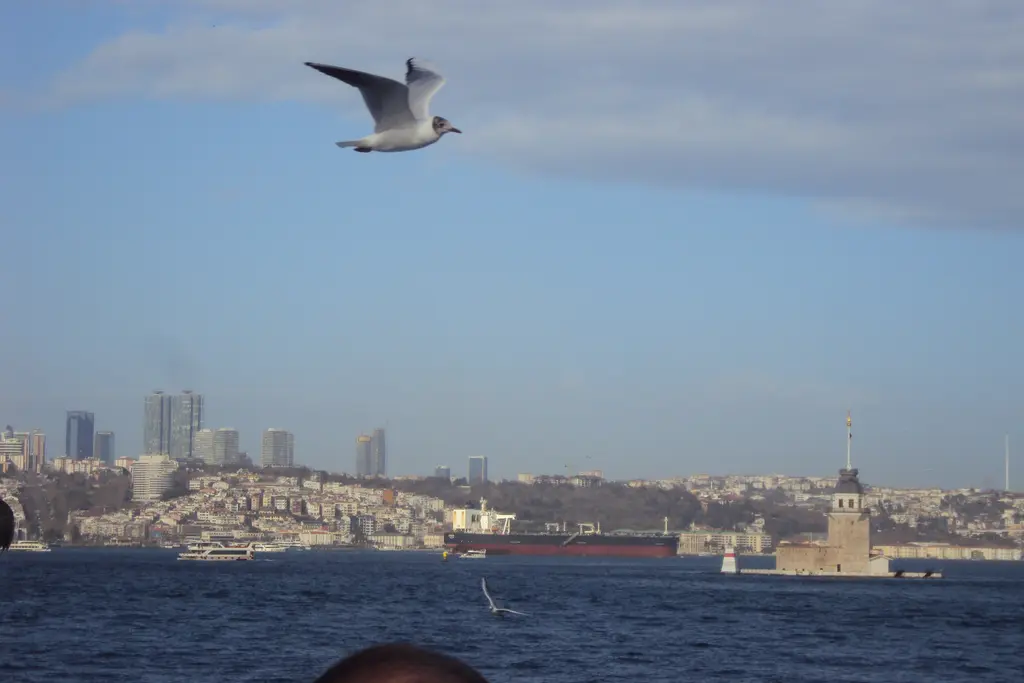 Boğaz'da uçan martı; arka planda Avrupa yakasının yamaçları ve kuleleri, sağda denizde küçük Kız Kulesi.