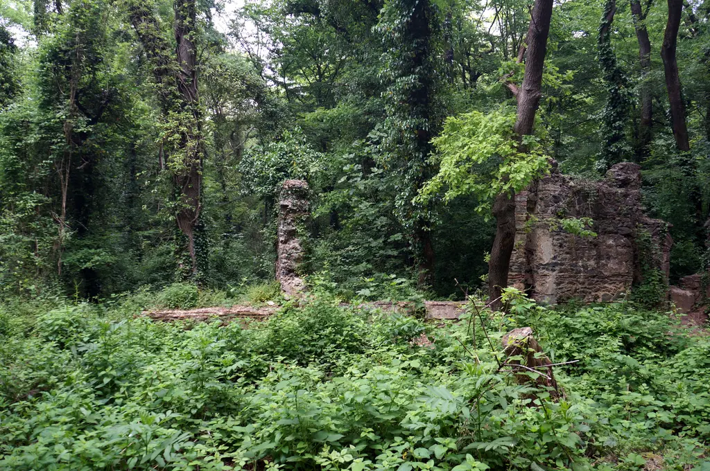 Belgrad Ormanı'nda Aya Yorgi Kilisesi kalıntıları; sarmaşıklarla kaplı taş ve tuğla duvarlar, çevrede sık orman.