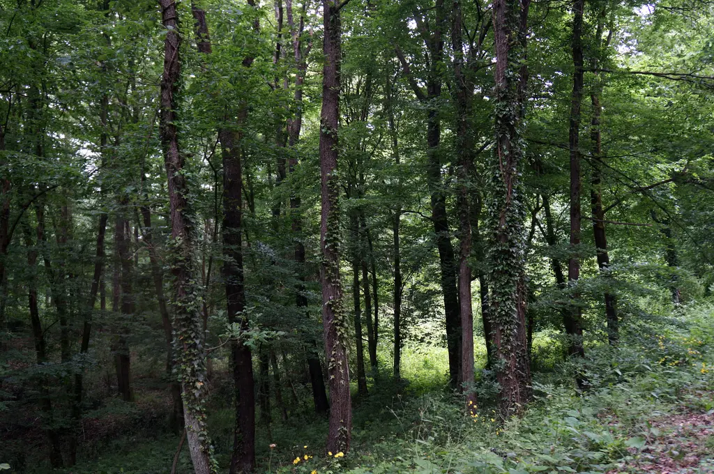 Belgrad Ormanı'nda sık orman; uzun ince gövdeli ağaçlar, yeşil yaprak örtüsü ve gölgeli zemin.