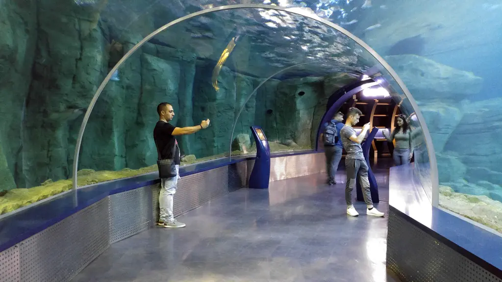 İstanbul Akvaryum'da camdan kemerli tünel; iki yanda ve tepede mavi su, kayalık dekor, tünelde fotoğraf çeken ziyaretçiler ve bilgi ekranı.