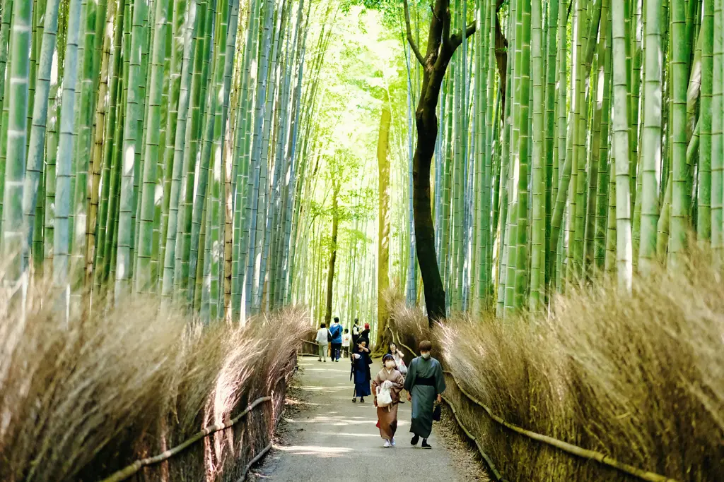 Kyoto Arashiyama'da yüksek yeşil bambuların iki yanını sardığı patika; kimono giymiş ziyaretçiler yürürken tepelerden süzülen gün ışığı.