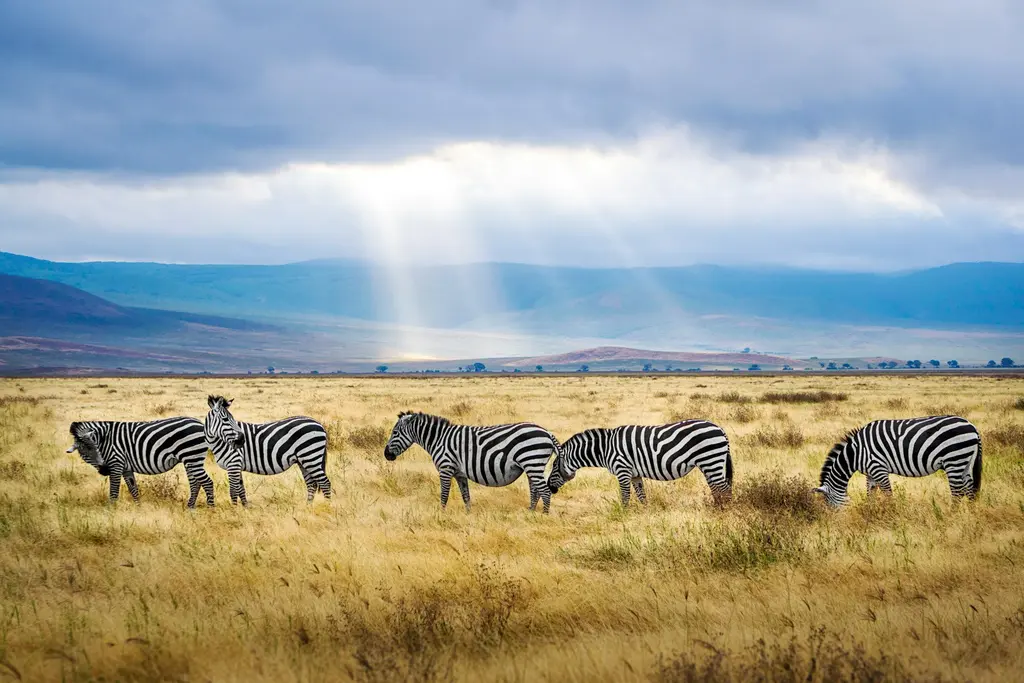 Bir kraterin otlaklarında otlayan zebra sürüsü; arkada bulutları delerek inen güneş ışınları ve mavi dağlar.