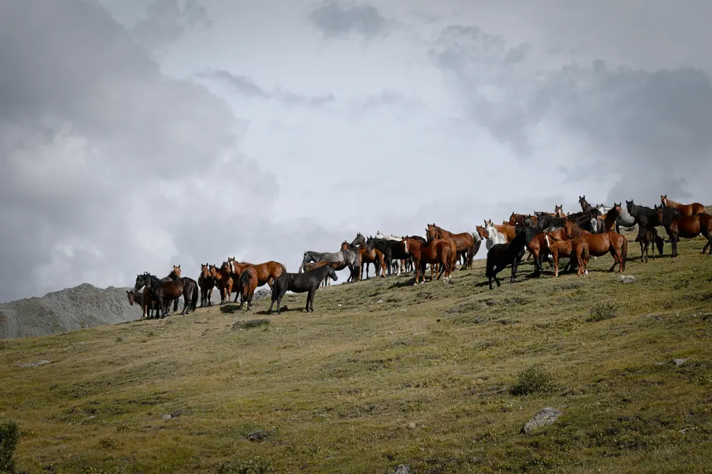 Bozkır sırtında yan yana duran at sürüsü; doru ve kahverengi gövdeleri, altlarındaki kuru otlak ve arkalarındaki bulutlu gökyüzü.