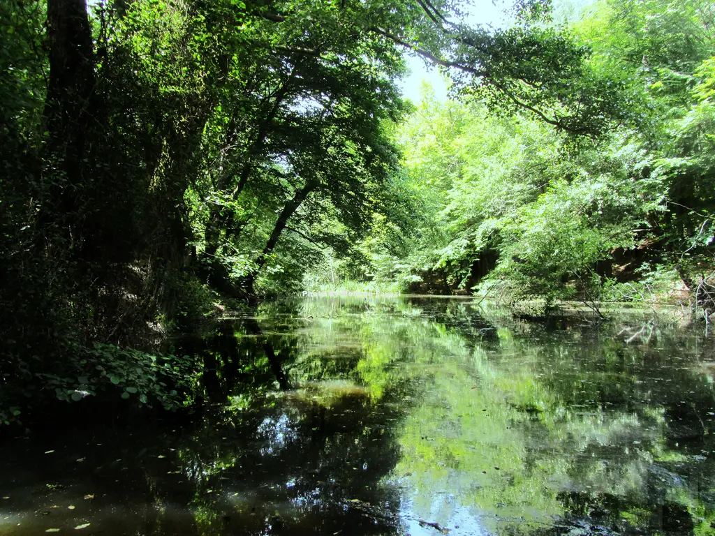 Belgrad Ormanı'nda bataklık; yeşil sazlar, durgun su, suya yansıyan ağaçlar ve sık yapraklı orman.