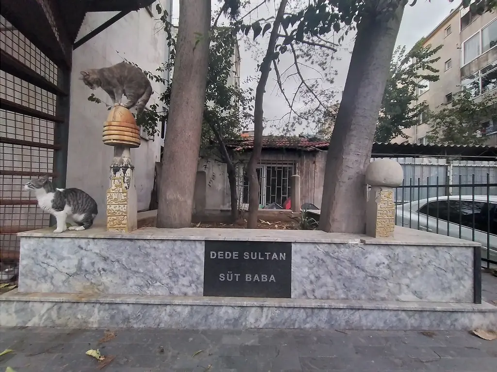 Karacaahmet'te Dede Sultan Süt Baba kabri; mermer kaide, yaldızlı yazılı ince mezar taşı, üstünde ve yanında kediler.