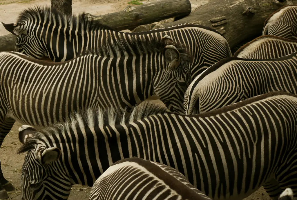 Savanada zebra sürüsü; siyah-beyaz çizgili zebralar otlarken yan yana duruyor.