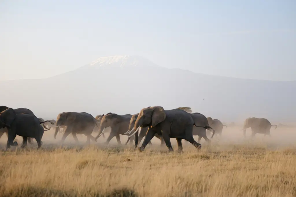Amboseli'de fil sürüsü; tozlu ovada yavrularıyla birlikte yürüyen yetişkin filler.