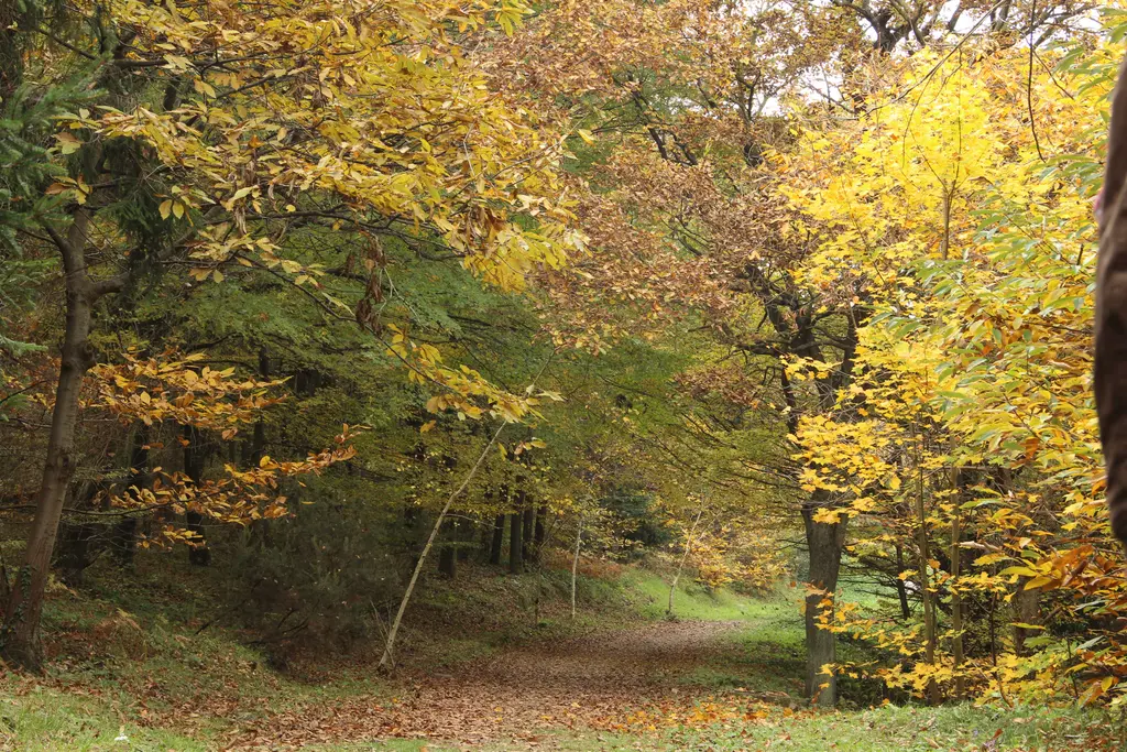 Atatürk Arboretumu'nda sonbahar ormanı; sarı yapraklı ağaçlar, aralarından geçen patika ve yerde yapraklar.
