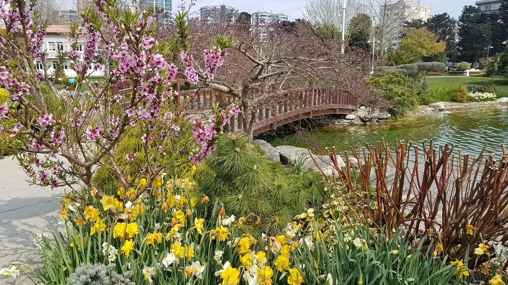 Göztepe Parkı'nda gölet; ahşap kemerli köprü, pembe çiçek açmış ağaç, önde sarı nergisler ve kıyıdaki bitkiler.