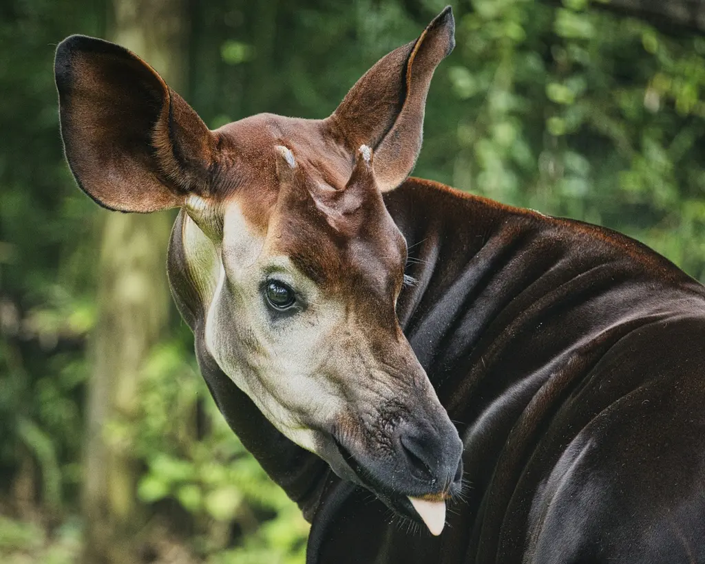 Yakından görülen bir okapi; kadife gibi koyu kahverengi postu, iri kulakları ve uzattığı diliyle, Kongo ormanlarına özgü bu nadir hayvan.