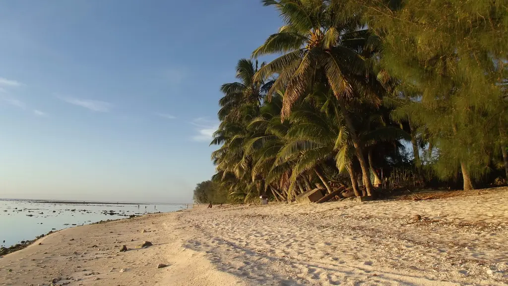 Rarotonga'da alçak gelgit saatinde kumsal; kuma doğru eğilen hindistancevizi palmiyeleri, suyun çekilmesiyle ortaya çıkan mercan taşları ve açık mavi gökyüzü.