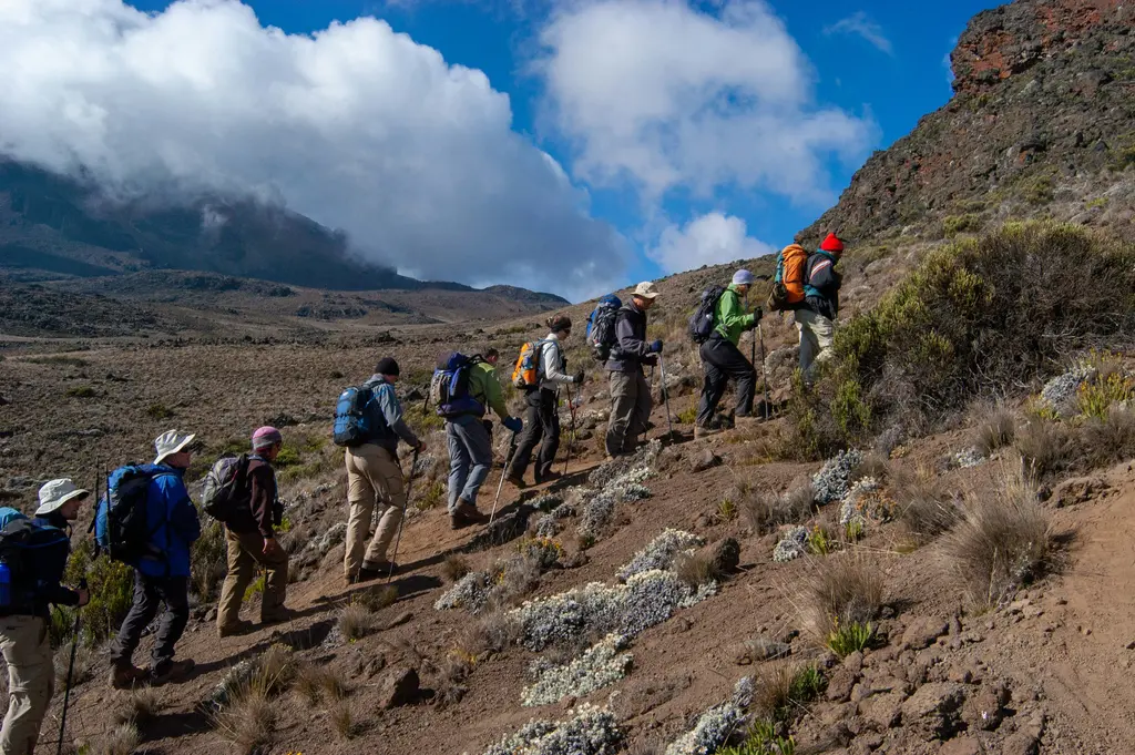 Kilimanjaro tırmanışı; bulutların üzerindeki patikada yürüyen dağcılar ve arkada karlı zirve.