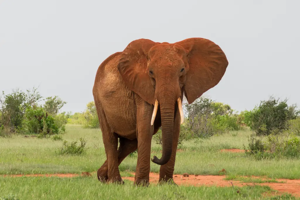 Tsavo'da fil; kırmızı toza bulanmış teni ve iri dişleriyle savanada yürüyen fil.