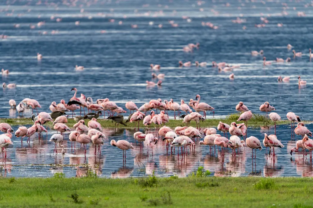 Bir soda gölünün sığ kıyısına toplanmış kalabalık pembe flamingo sürüsü; suya yansıyan kuşlar ve yeşeren çimen adacıkları.