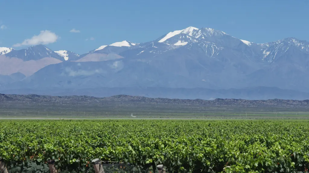 Mendoza'da bağ arazileri; geniş ovaya yayılan yeşil asma sıraları ve arkada karlı And zirveleri.