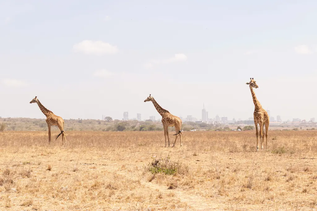 Nairobi Milli Parkı; ön planda otlayan yaban hayvanları, arkada şehrin gökdelenleri.