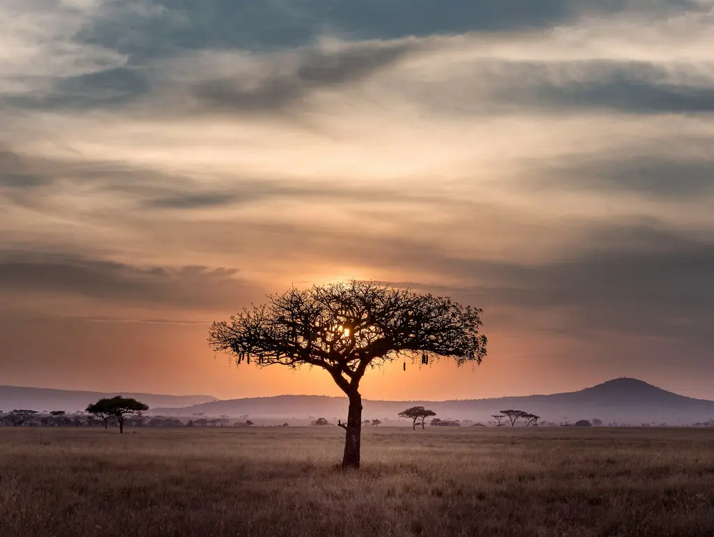 Serengeti savanında gün batımında yalnız bir akasya ağacının silueti; altın-turuncu gökyüzü, ovaya dağılmış tekil ağaçlar ve ufukta alçak tepeler.
