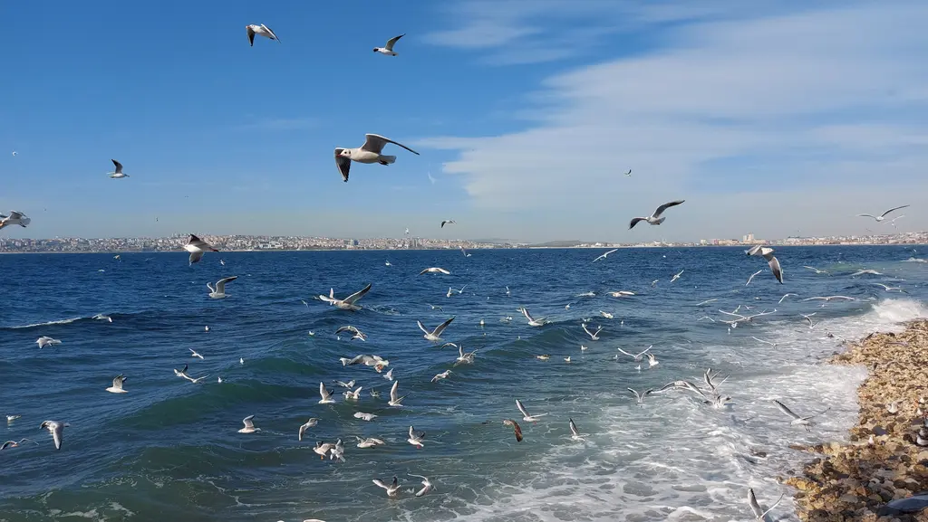 Büyükçekmece kıyısında martılar; dalgalı mavi denizin üstünde uçan martı sürüsü ve taşlık kıyı.