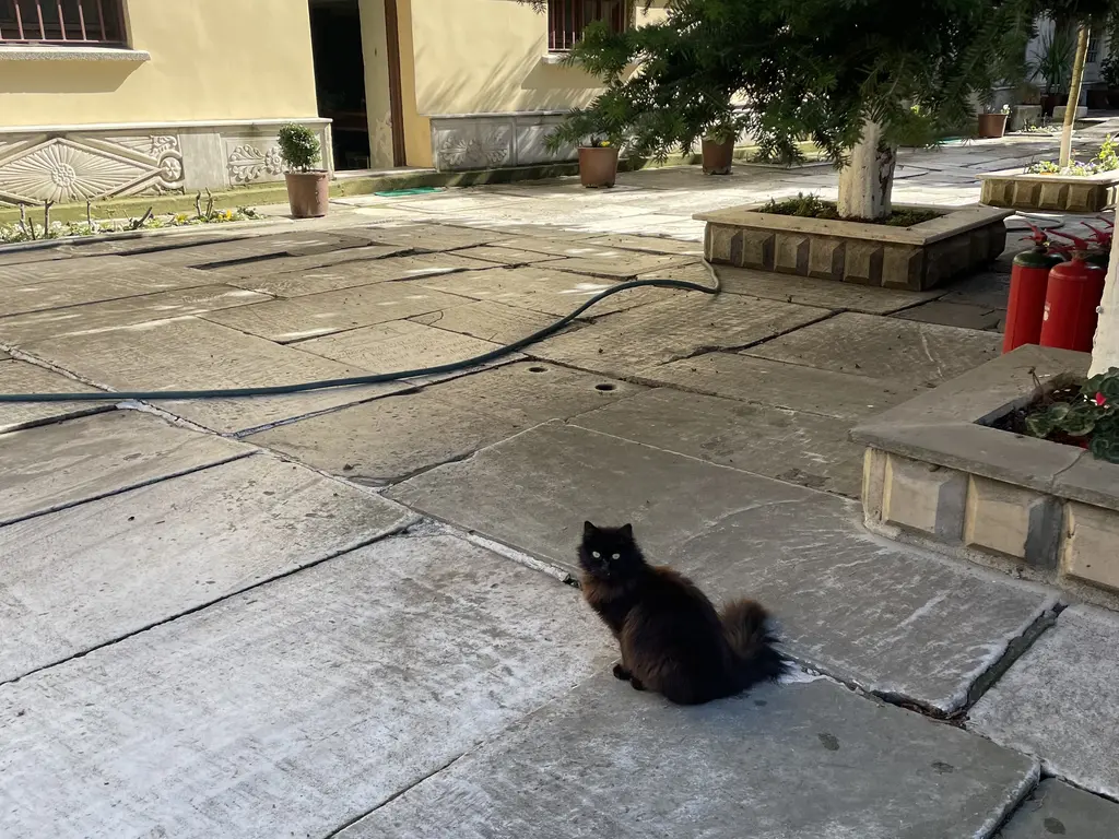 Mermer mezar taşlarıyla döşeli avluda oturan siyah tüylü bir kedi; arkada duvar dibinde ağaçlar, saksılar ve hortum.