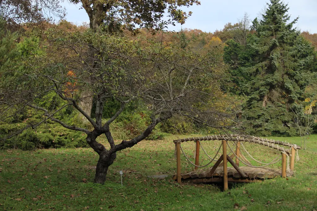 Atatürk Arboretumu'nda ahşap köprü; çimenliğin ortasında küçük köprü, yanında eğri gövdeli ağaç ve ladinler.