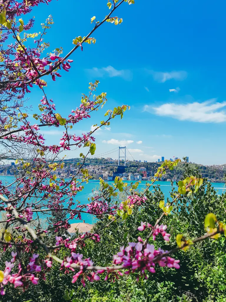 Mihrabat Korusu'nda pembe çiçek açmış erguvan dalları, altta sarı ve mor çiçekli çalılar, arkada Boğaz'ın mavi suyu.