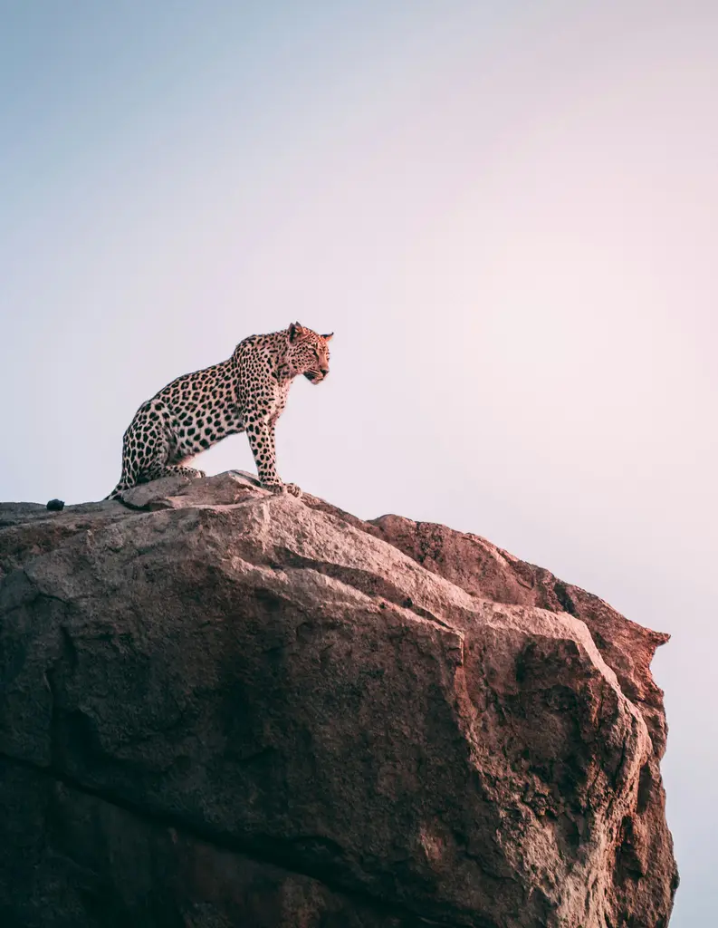 Güney Afrika'da safari sırasında kayalığın tepesinde oturan bir leopar; alacakaranlığın pembemsi ışığında uzaklara bakıyor.