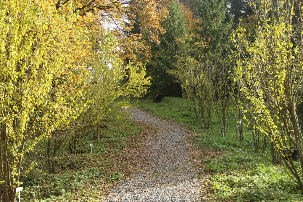 Atatürk Arboretumu'nda patika; iki yanda sarı yapraklı ince ağaçlar, çakıllı yol ve arkada iğne yapraklılar.