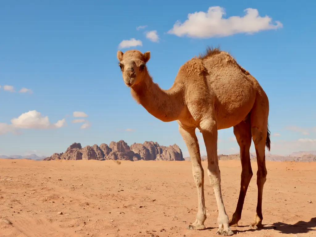 Wadi Rum'da kum üzerinde tek başına duran bir deve; arkasında uzanan kızıl kum düzlüğü, ufuktaki kayalık dağlar ve bulutlu mavi gökyüzü.