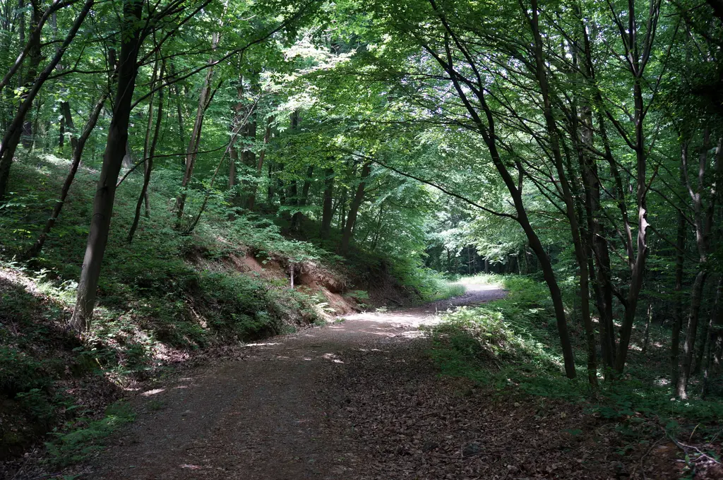 Belgrad Ormanı'nda toprak patika; iki yanda sık yapraklı ağaçlar, ağaçların arasından süzülen ışık.