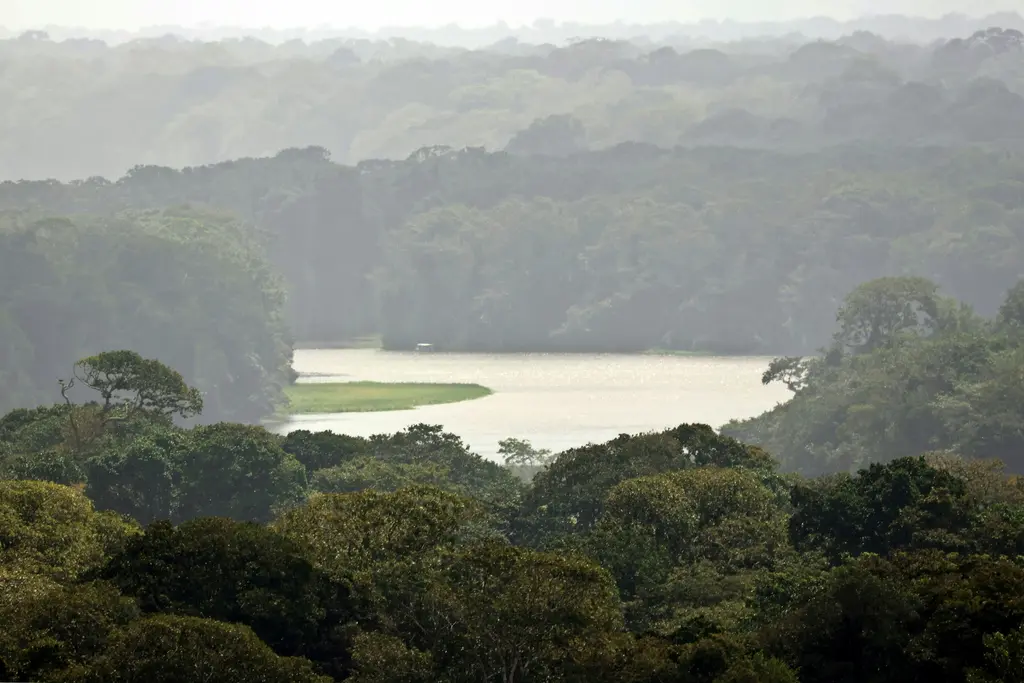 Tortuguero'da yukarıdan görünen kanal ve yağmur ormanı; sık ağaçların arasında kıvrılan durgun su yolu, kıyıdaki palmiyeler ve ufka doğru uzanan yeşil örtü.